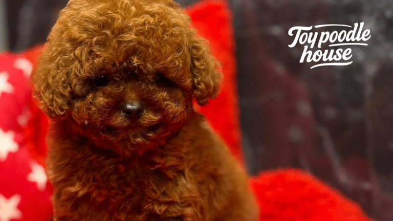 Wie viele Jahre lebt ein Pudel? Toy Poodle House