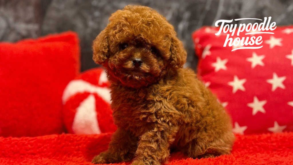 Wie viele Jahre lebt ein Pudel? Toy Poodle House