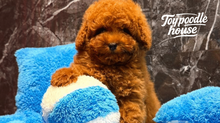 Wie viele Jahre lebt ein Pudel? Toy Poodle House