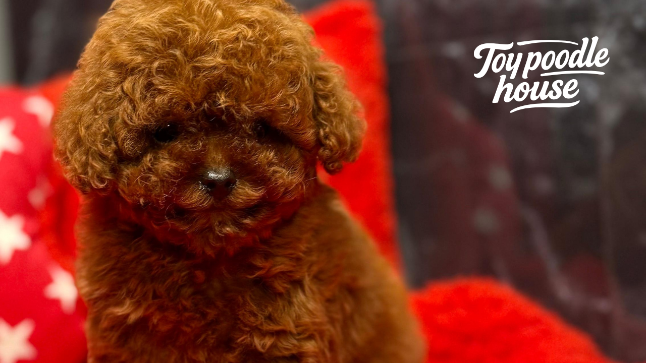 Toy Pudel und Kinder Ist er ein idealer Familienhund