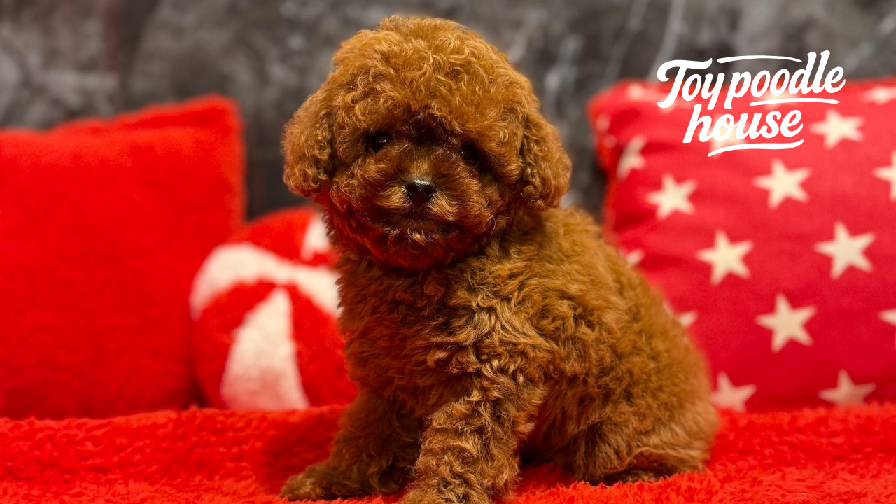 Poodle Stubenreinheitstraining