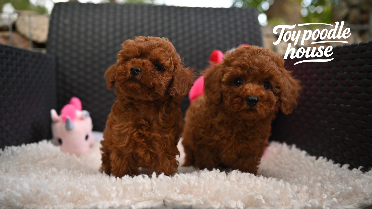 Which Vitamins Should Poodle Take?