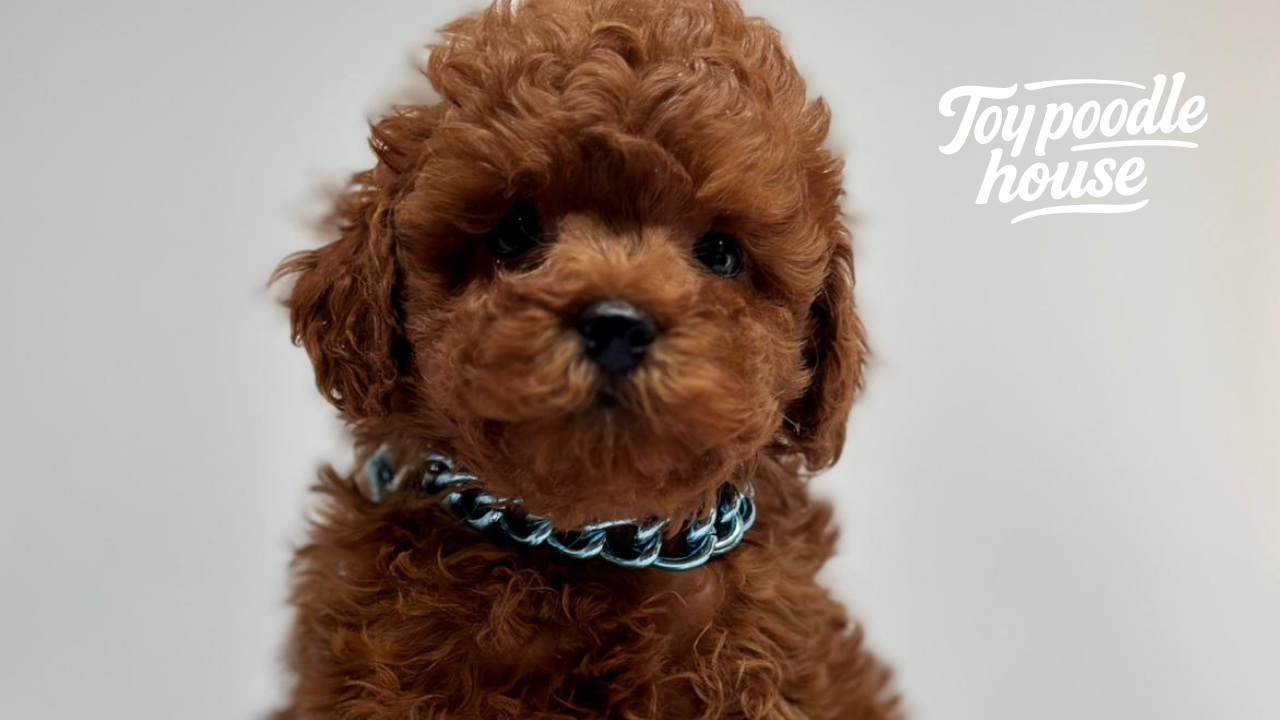 How Many Years Does a Poodle Live?