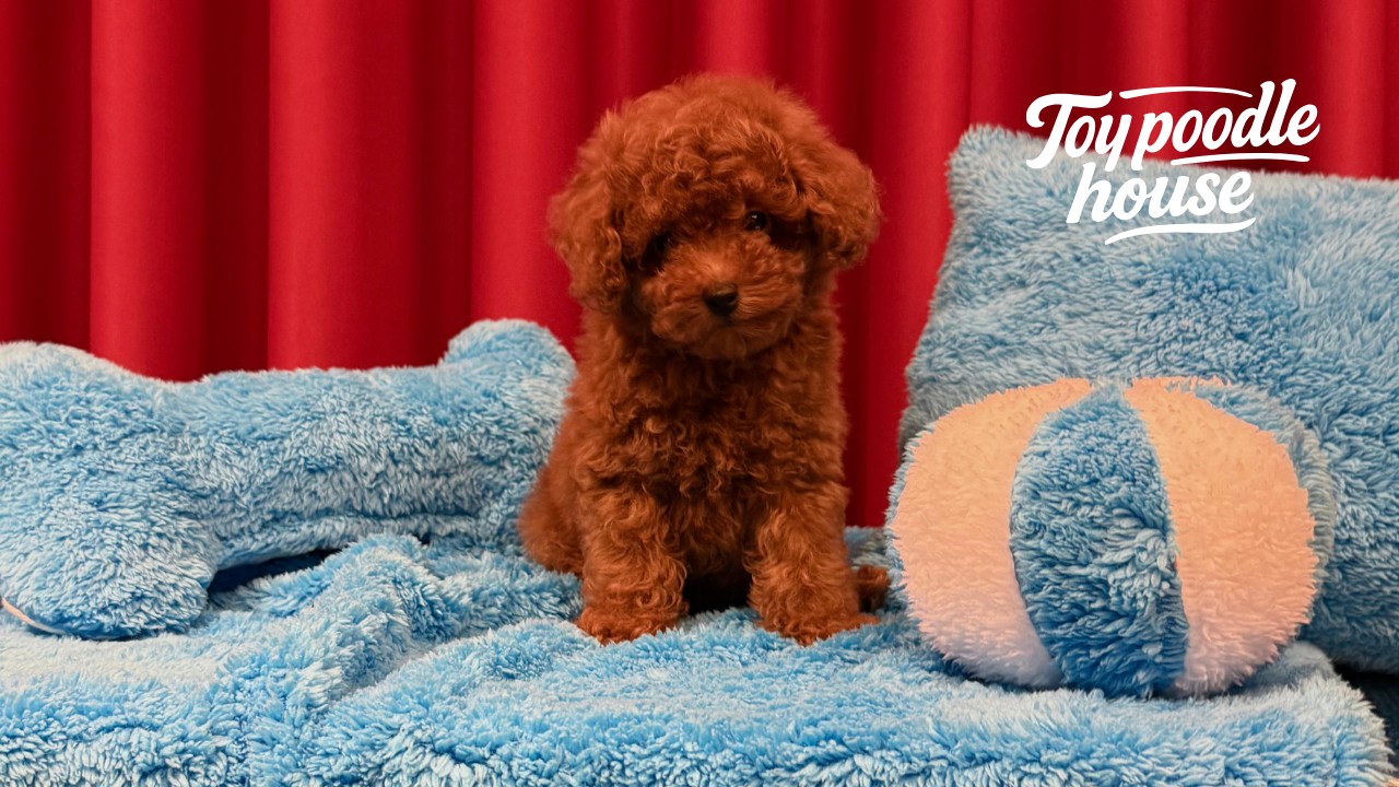 How to recognize the original Poodle Puppy?