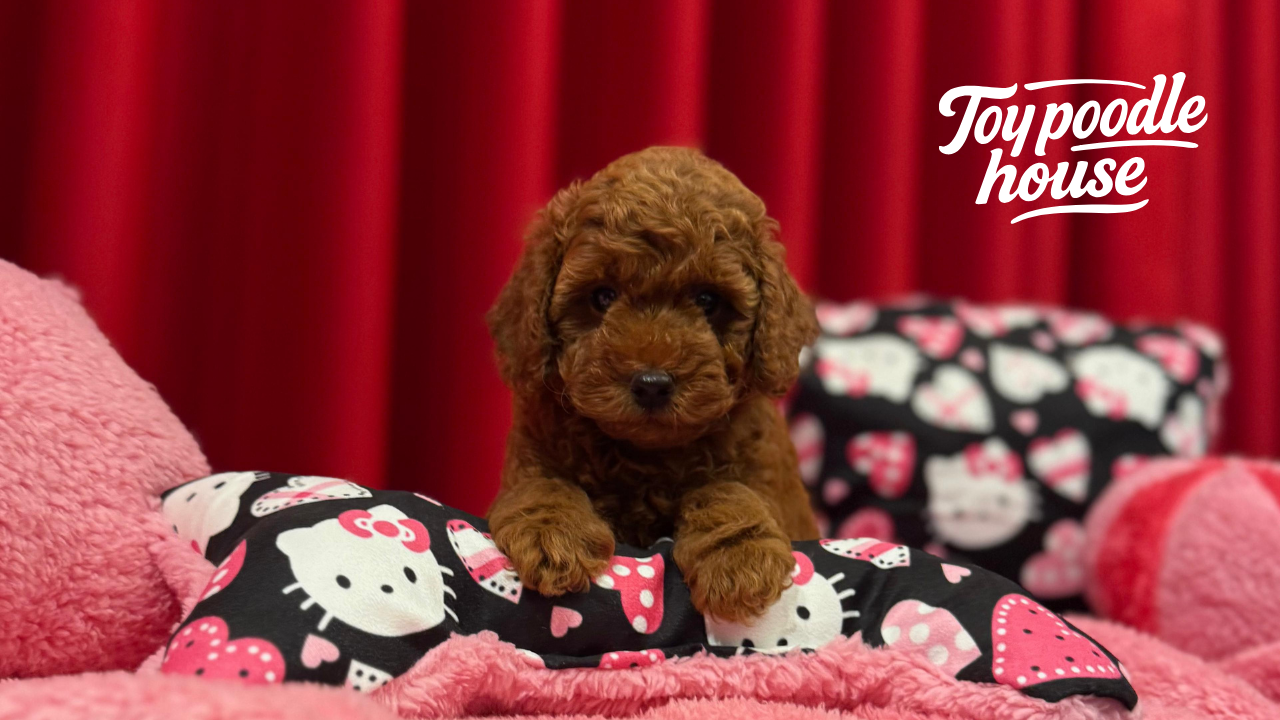 Poodle Dog Socialization Guide