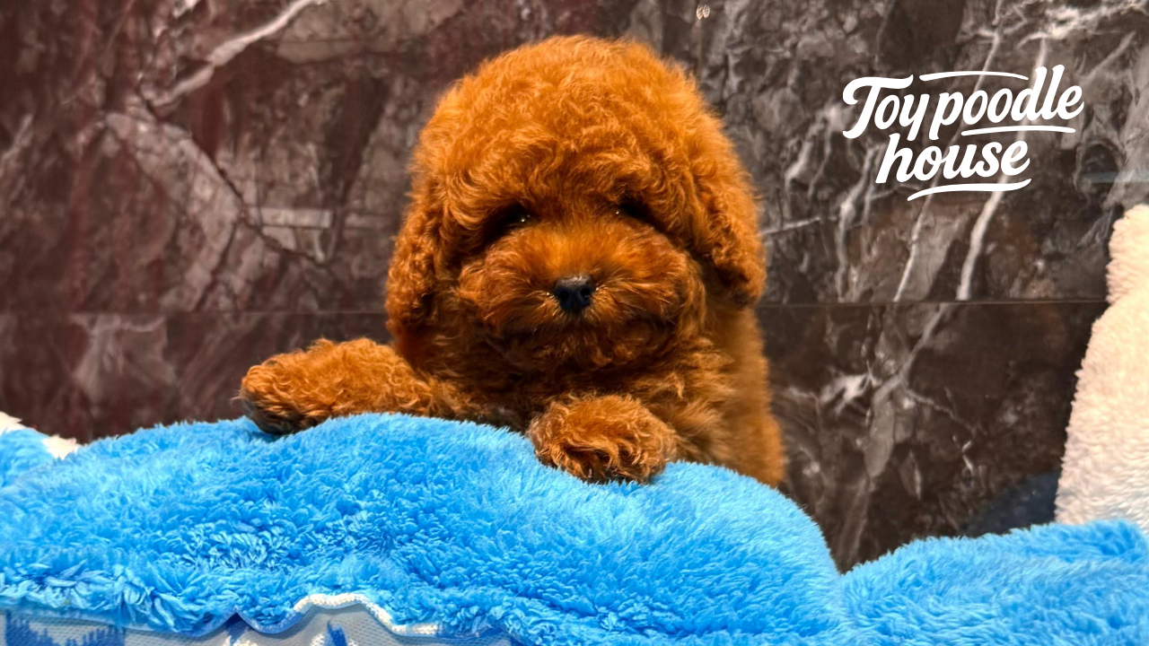 Toy Poodle