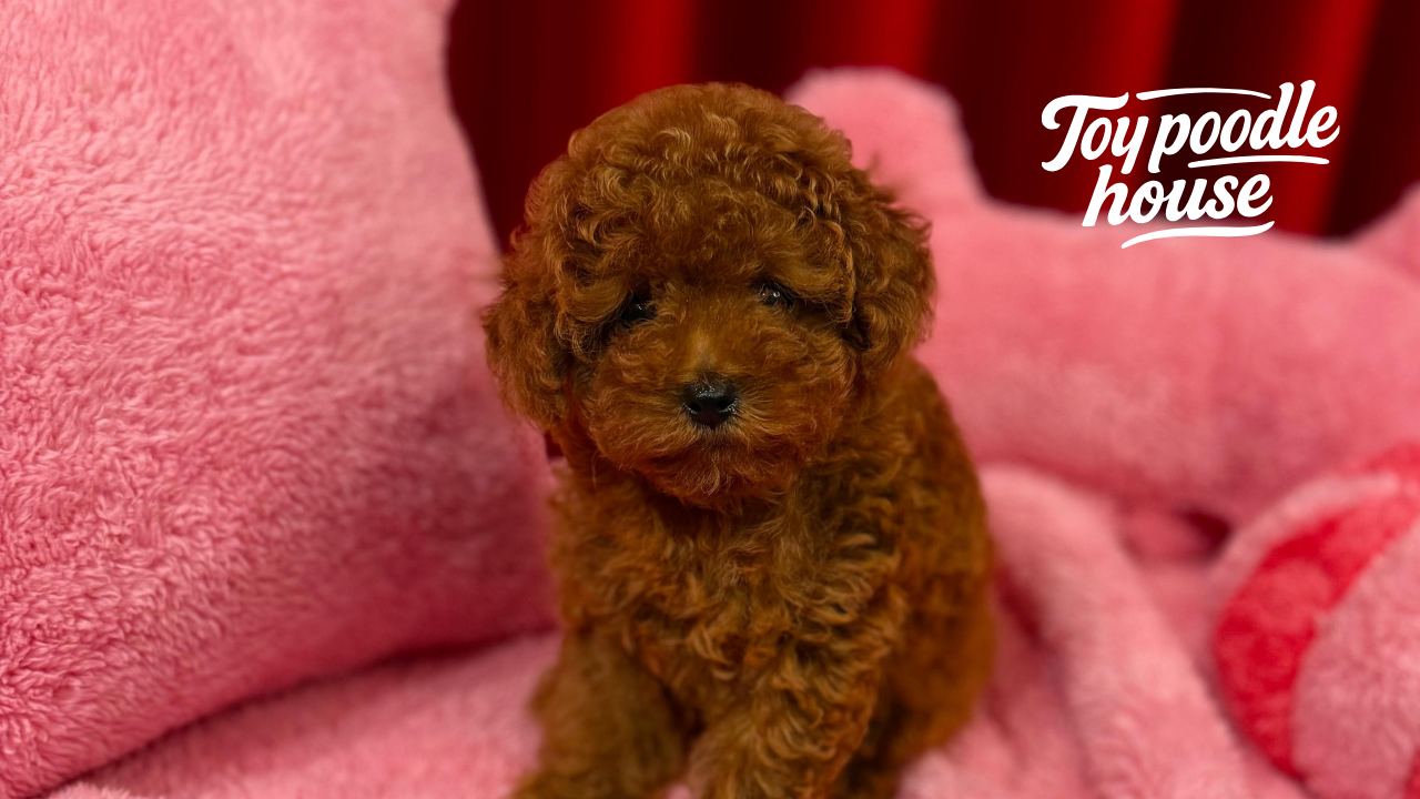 How to Recognize an Original Toy Poodle Purebred Test