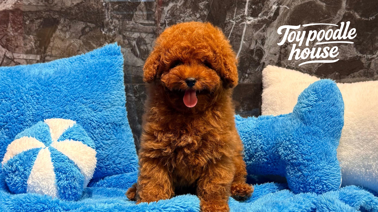 How to Recognize an Original Toy Poodle