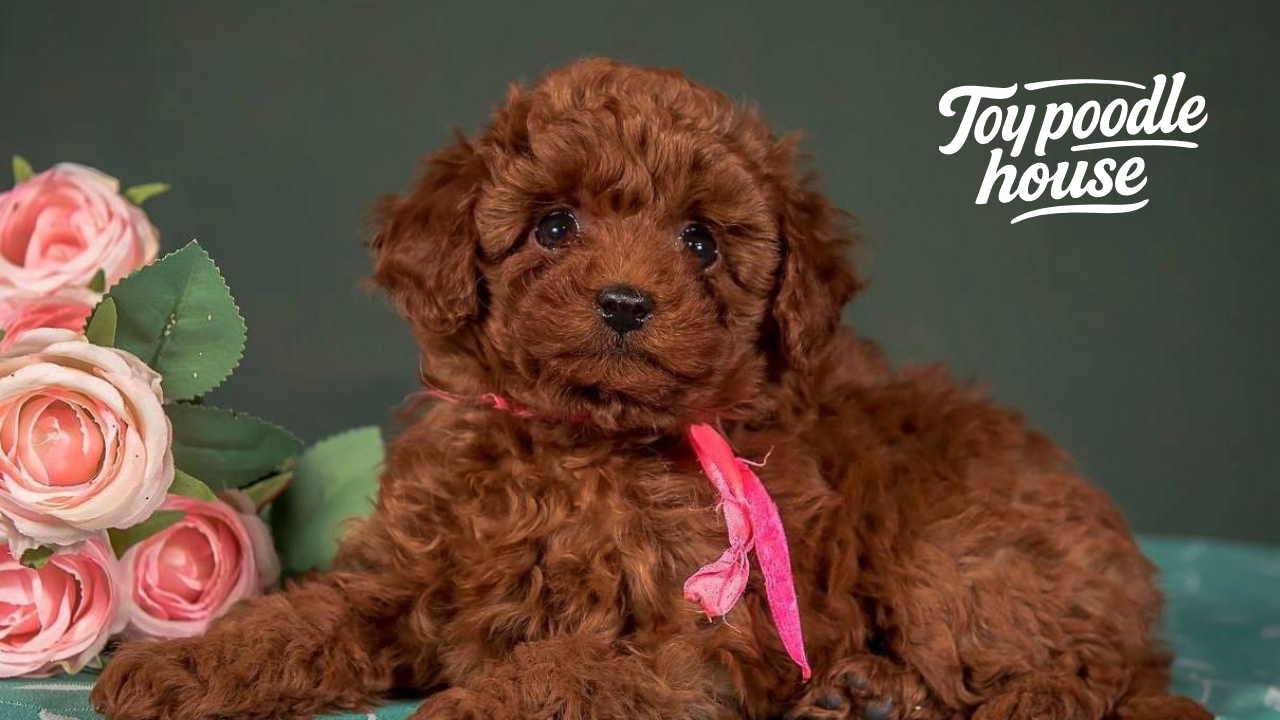 Toy Poodle Nutrition Guide