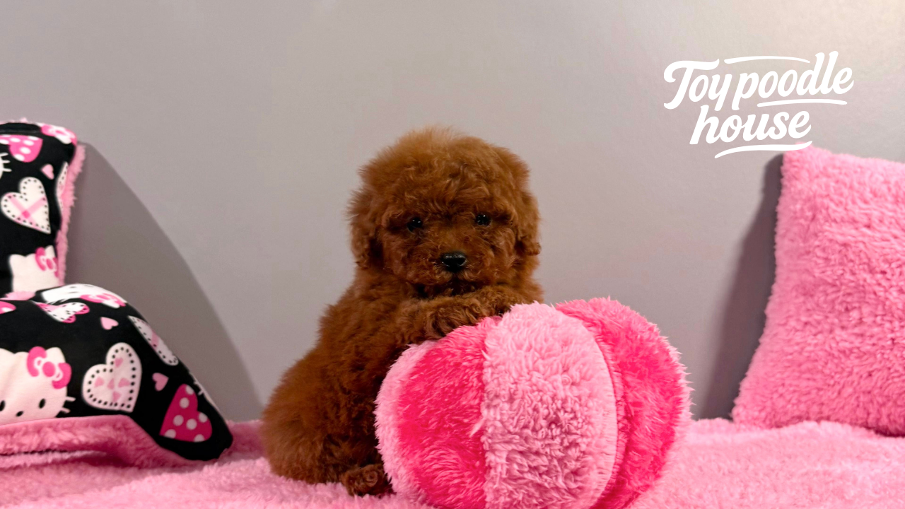 First 6 Months Toy Poodle Puppy Development Timeline
