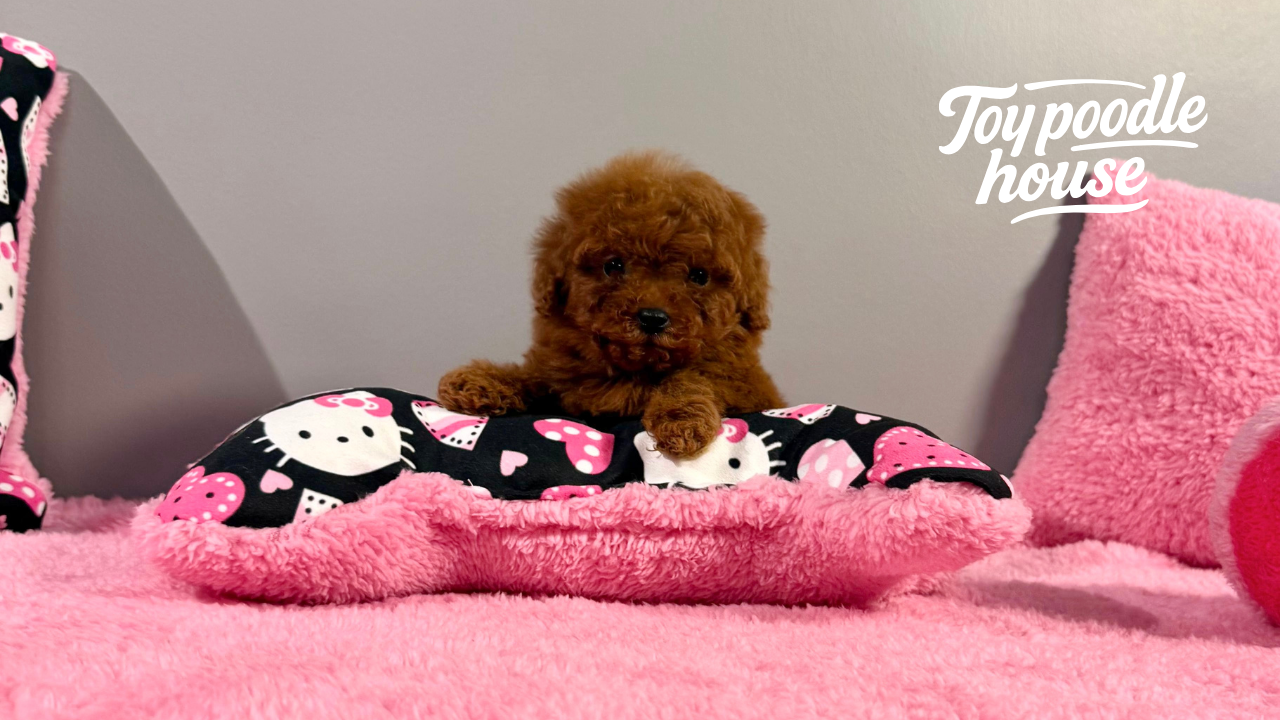 Toy Poodle Farm