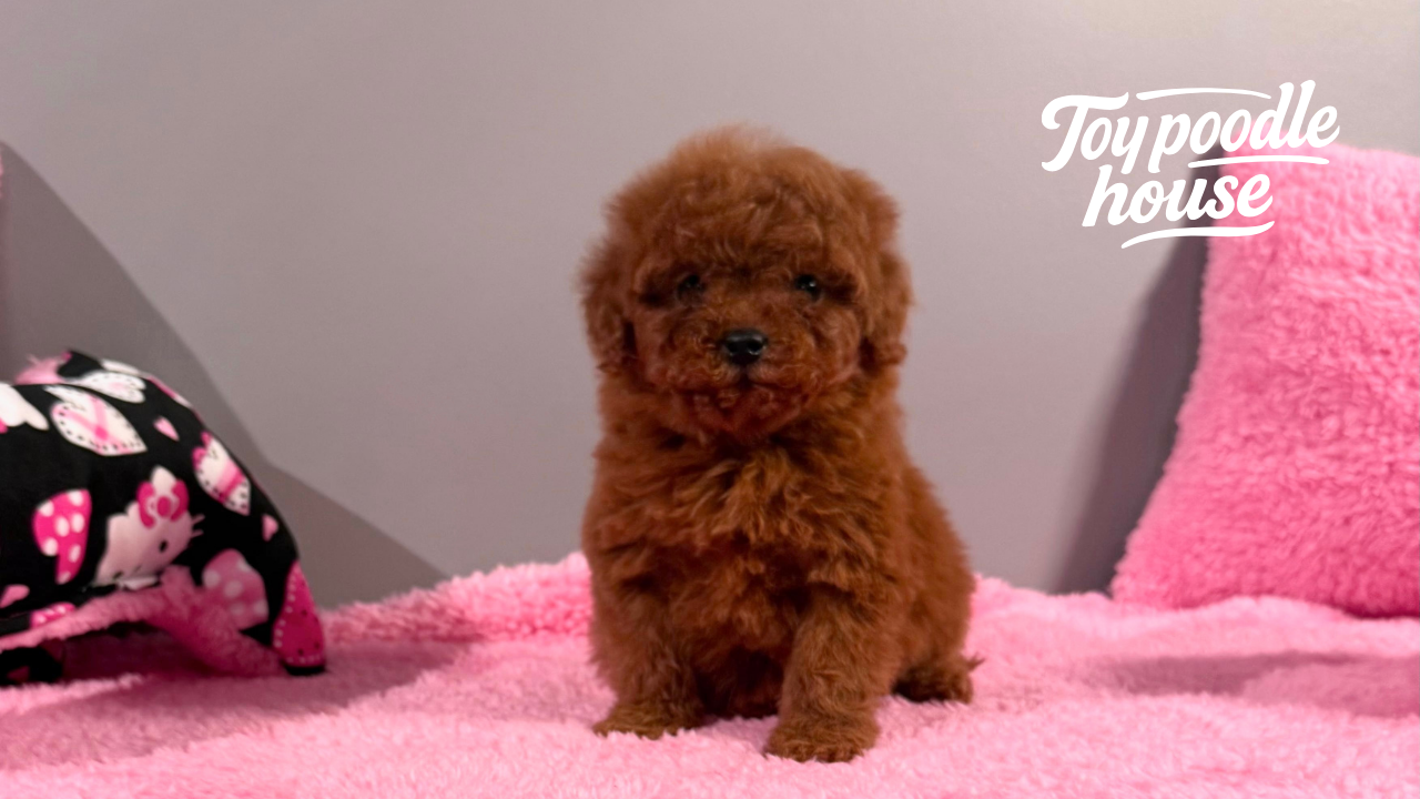 Toy Poodle Istanbul Farm