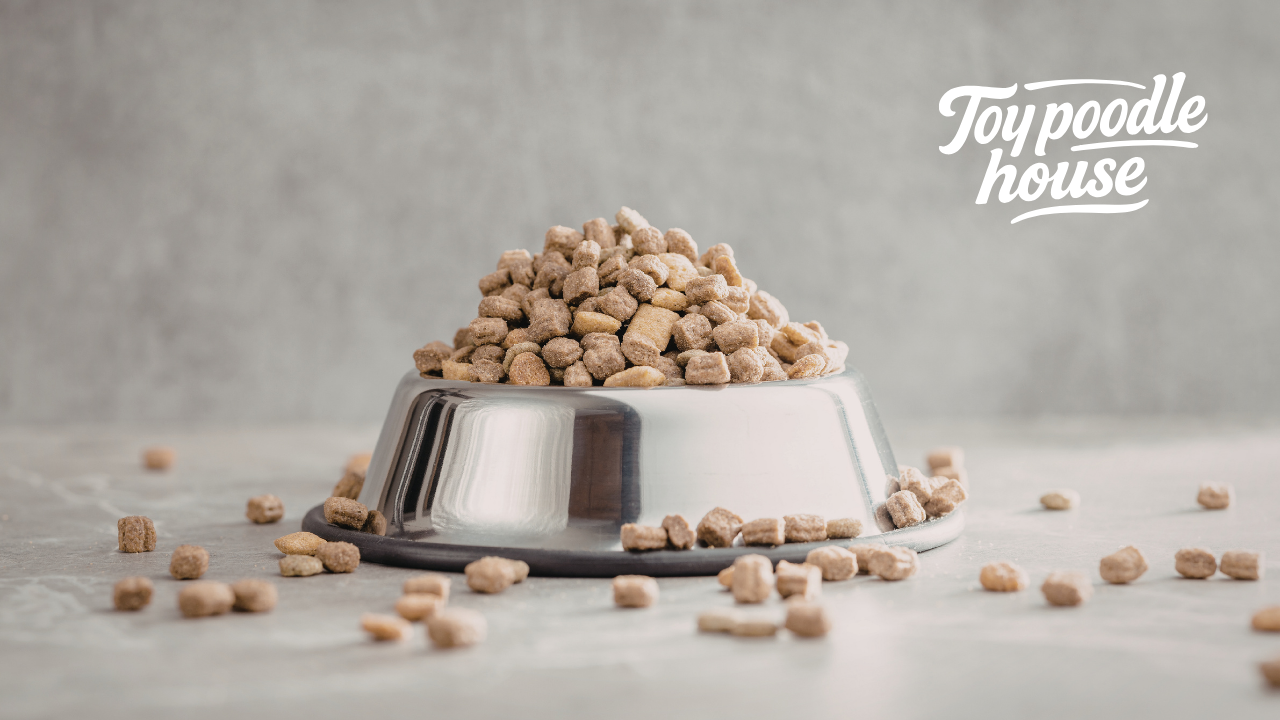 Why Is My Dog Not Eating