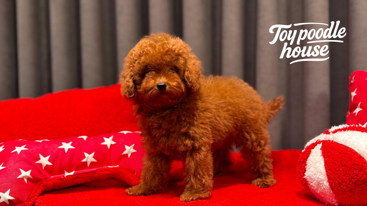 Hoe ga je om met de angstfase bij Poedel-puppy's?