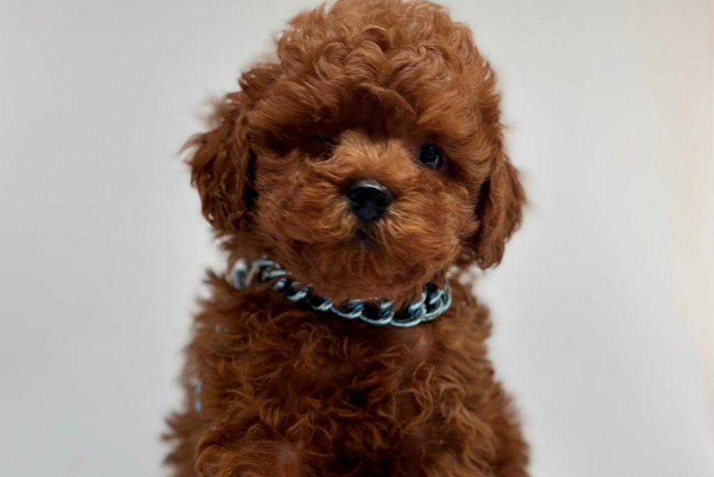 Remy