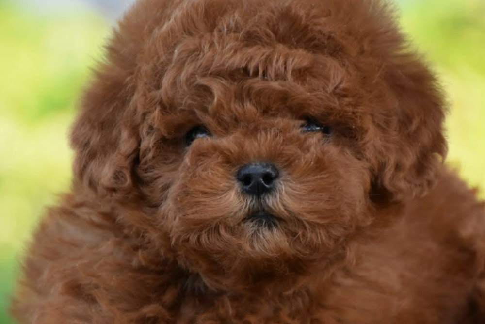 Teddy