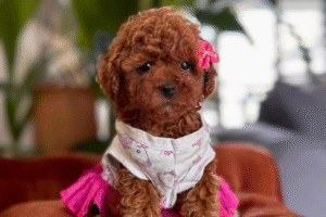 Poodle Çok Tüy Döker Mi?