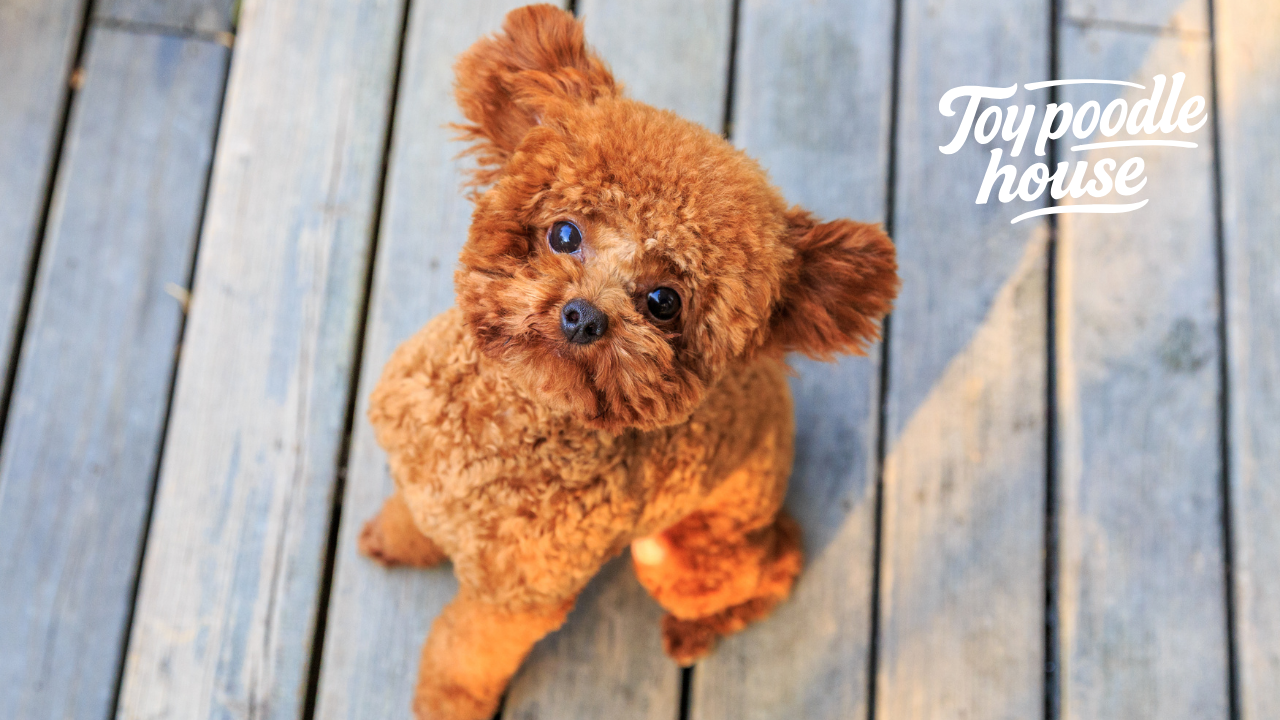 Poodle Çeşitleri
