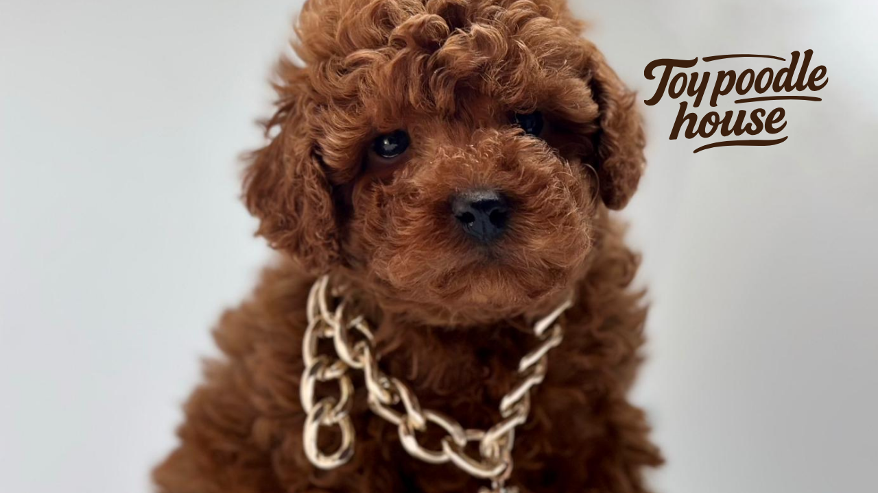 Poodle Çok Tüy Döker Mi?