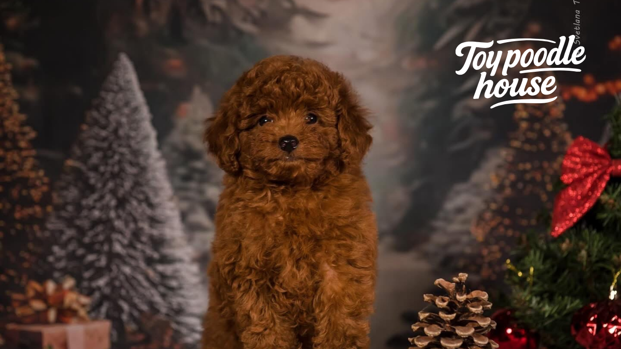 Poodle Hangi Aşıları Olmalı?