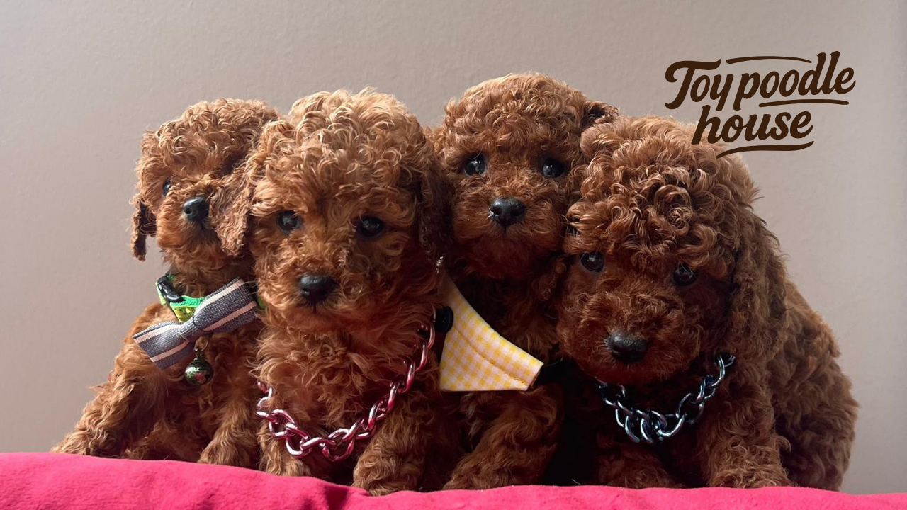 Poodle için Hangi Mama Kullanılmalı