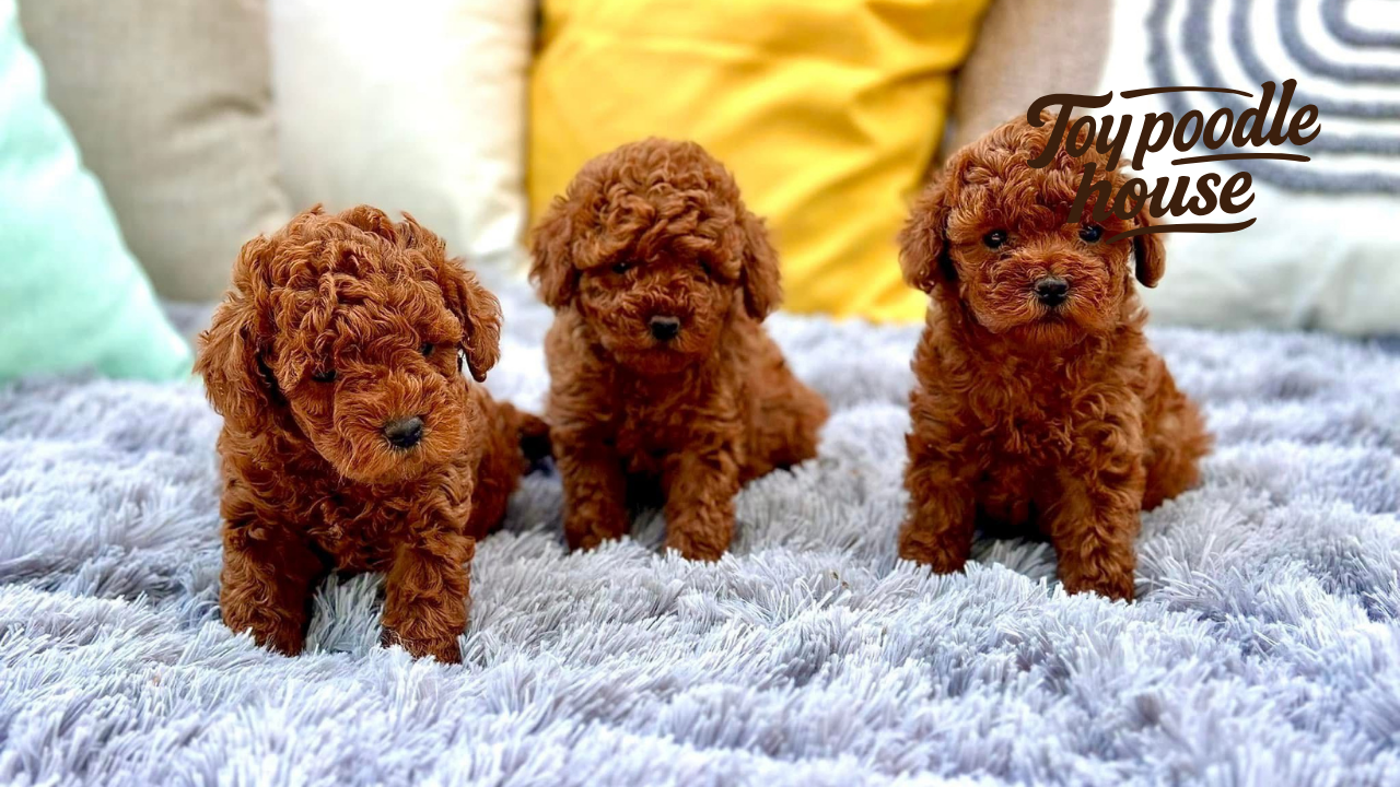 Poodle Yavruları Neden Mükemmel Aile Dostu Canlılardır?