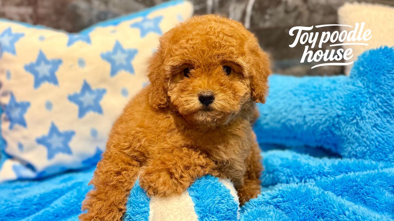 Micro Poodle Rehberi