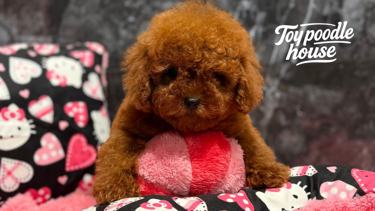 Micro Poodle yavrusu