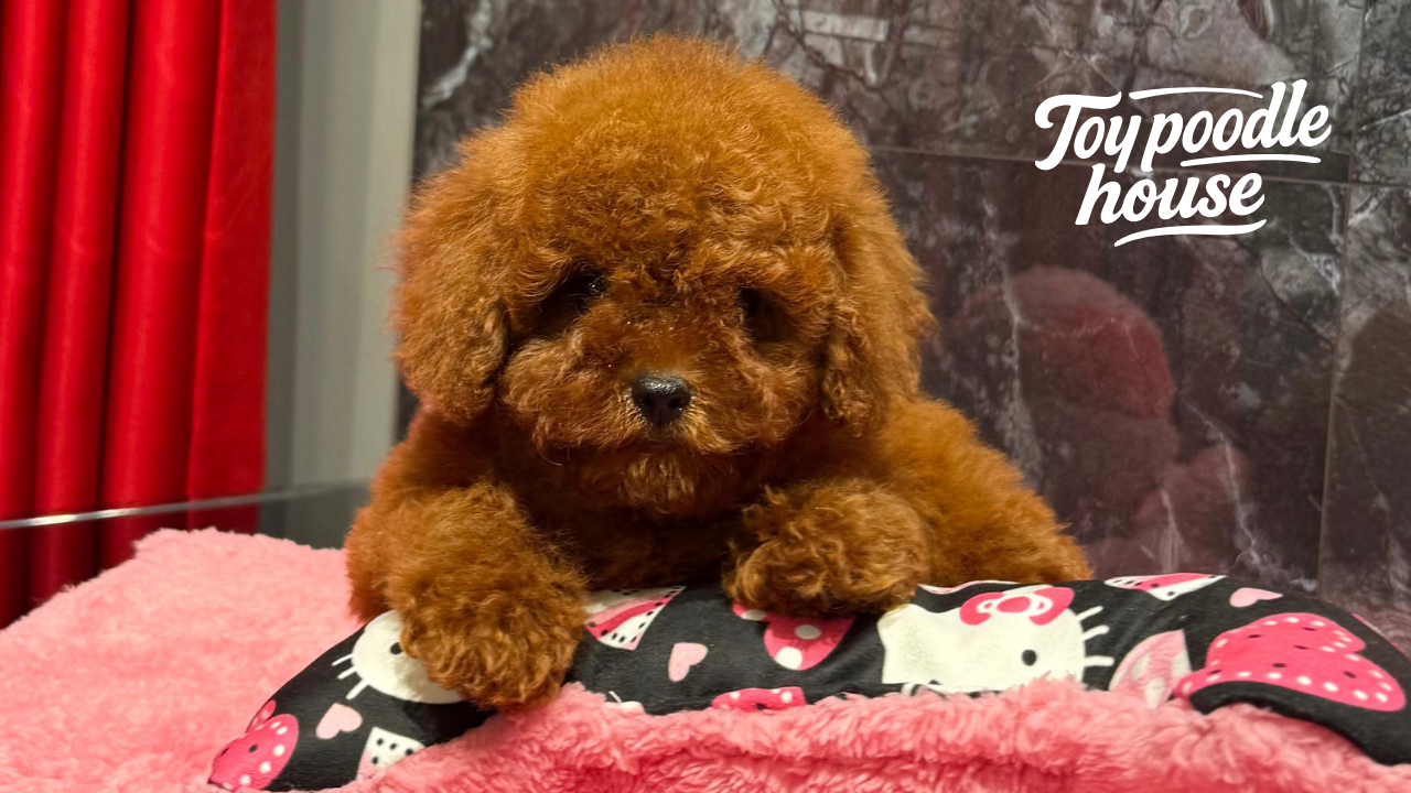Toy Poodle Büyümüş Hali Ne Kadar?