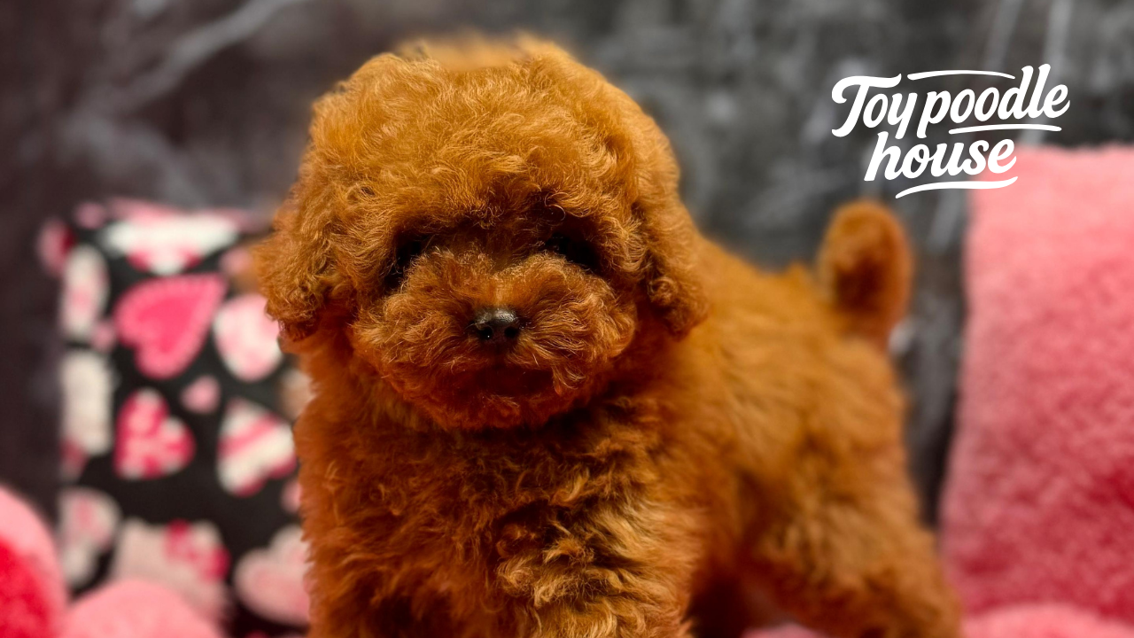 Toy Poodle Seçiminde Cinsiyet Farkı