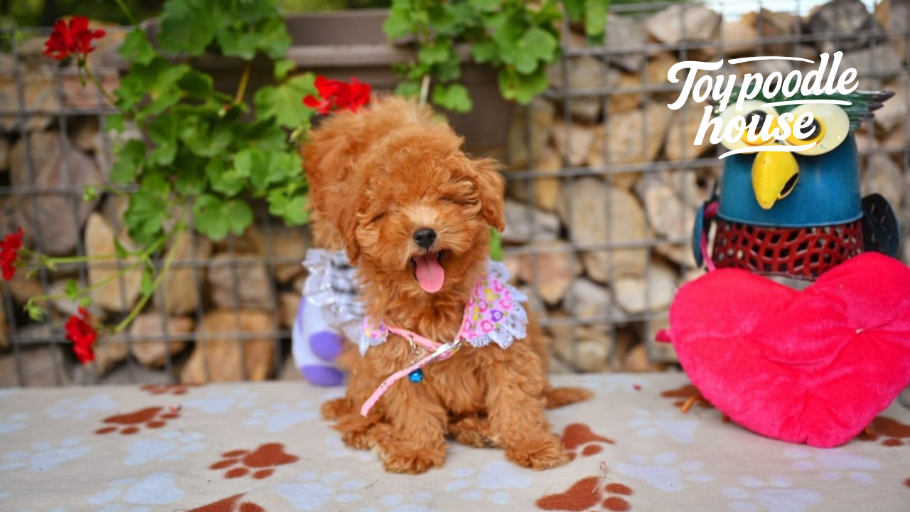 Toy Poodle Beslenme Rehberi Mama Seçimi ve Yasaklı Gıdalar