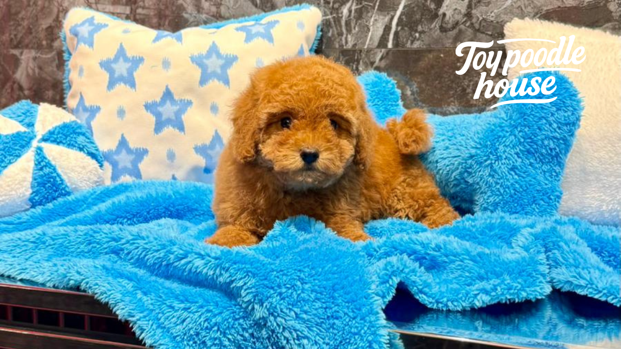 Yavru Toy Poodle Tuvalet Eğitimi