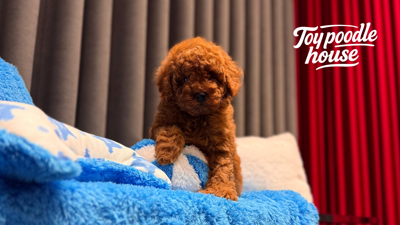 Toy Poodle Evde Yalnız Kalabilir mi